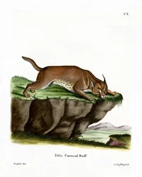 Caracal (gravação a cores)