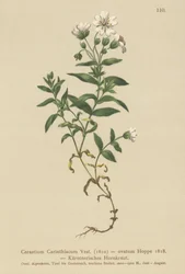 Orelha de rato Caríntia (Cerastium Carinthiacum, Cerastium ovatum)