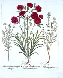 Carnation, Cat Thyme e Common Lavender Cotton, de Hortus Eystettensis, de Basil Besler (1561-1629), pub. 1613 (gravura colorida à mão)