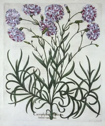 Cravo, de Hortus Eystettensis, de Basil Besler (1561-1629), pub. 1613 (gravura colorida à mão)