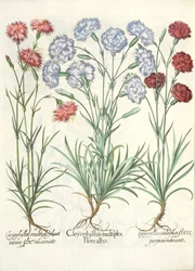 Cravos, flor branca 1.Caryophyllus múltipla; múltiplos 2.Caryophyllus ENVOLVIDO flor carne; 3.Caryophyllus flor púrpura avermelhada múltipla, a partir do Eystettensis por Basil Besler (