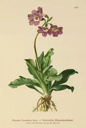 Primrose de Carniolan (Primula Carniolica)
