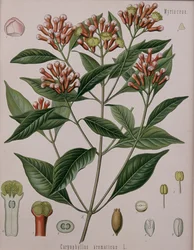 Caryophyllus Aromaticus (cravo)