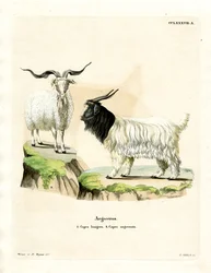 Cashmere Goat (gravura colorida)
