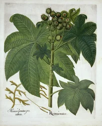 Planta de óleo de mamona, de Hortus Eystettensis, por Basil Besler (1561-1629) pub. 1613
