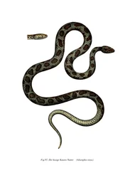 Cobra-gato (cor litho)