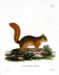 Esquilo Caucasiano (gravura colorida)