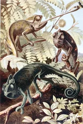 Camaleão, prato de "Brehms Tierleben": Allgemeine Kunde des Tierreichs", vol.7, p.171, publicado pelo Bibliographisches Institut