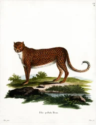 Chita (gravura colorida)
