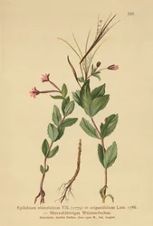 Chowweed Willowherb (Epilobium alsinefolium, origanifolium de Epilobium)
