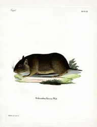 Rato de Rocha Chileno (gravura colorida)