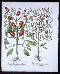 Plantas de pimenta, do Hortus Eystettensis por Basil Besler (1561-1629), pub. 1613 (gravura colorida à mão)