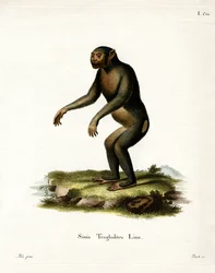 Chimpanzé (gravura colorida)