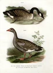 Ganso chinês, 1864