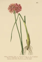 Cebolinha (Allium foliosum, Allium schoenoprasum var. Alpmum Allium et ai)