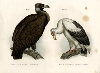 Abutre Cinereous, 1864