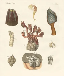 Cirrhipodas, Bristleworms ou brachiopods (gravura colorida)