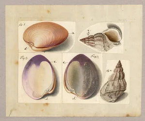 Amêijoa e Caracol Marinho: Venus Mercenaria Linnaei, Glacioli Linnaei Buccino, 1785 (wc no papel)