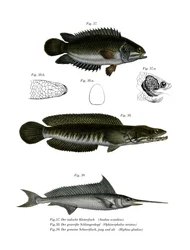 Perca trepadora (cor litho)