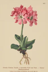 Primula Clusiana (Primula Clusiana, Primula spectabilis)