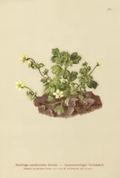 Saxifrage da teia de aranha (Saxifraga arachnoidea)