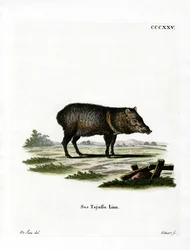 Peccaria Coleira