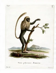 Colobus Monkey (gravação a cores)