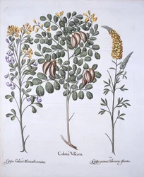 Colutea Tree e Cytisus Varieties, de Hortus Eystettensis, de Basil Besler (1561-1629), pub. 1613 (gravura colorida à mão)