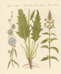 Plantas comerciais e médicas