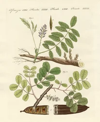 Plantas comerciais