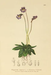 Butterwort comum (Pinguicula vulgaris)
