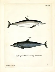 Golfinho Comum (gravura colorida)
