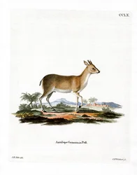 Duiker comum (gravação a cores)