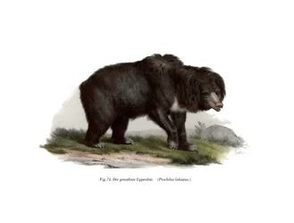 Urso-preguiça indiano comum, 1860