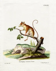 Rato Opossum Comum (gravação a cores)