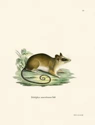 Rato Opossum Comum (gravação a cores)