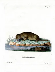 Lontra comum (gravura colorida)