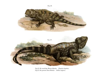 Common Spiny Agama (cor litho)
