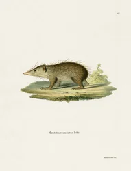 Common Tenrec (gravação a cores)