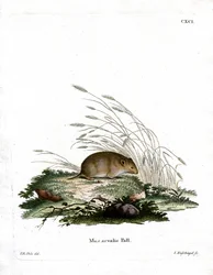 Vole comum (gravação a cores)