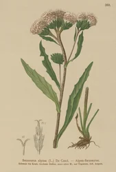 Erva-de-serra comum (Saussurea alpina)