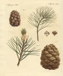 Madeiras de coníferas com frutos comestíveis