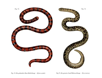 Cobra Cilíndrica Coral (cor litho)