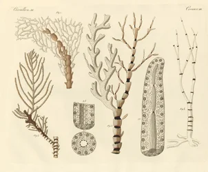 Pólipos de coral (gravação a cores)