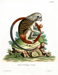 Tamarin de algodão (gravação a cores)