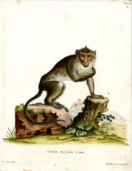 Crab-eating Macaque (gravação colorida)