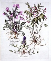 Búgula-rasteira, ervilhaca-da-primavera e silene-vermelha, de Hortus Eystettensis, por Basil Besler (1561-1629), publicado em 1613