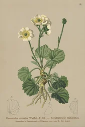 Aranha Crenada (Ranunculus crenatus)