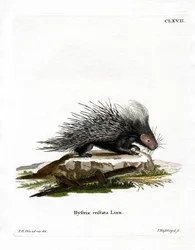 Porcupine Crested (gravação a cores)