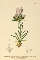 Sino gramíneo croata (Edrajanthus Croaticus, Edraianthus croaticus, Edraianthus Kitaibellii, Edraianthus graminifolius, Edraianthus albanicus, Wahlenbergia graminifolia)